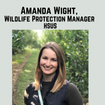 Lunch + Legislation: Amanda Wight, Wildlife Protection Manager, HSUS, “Wolves in Michigan