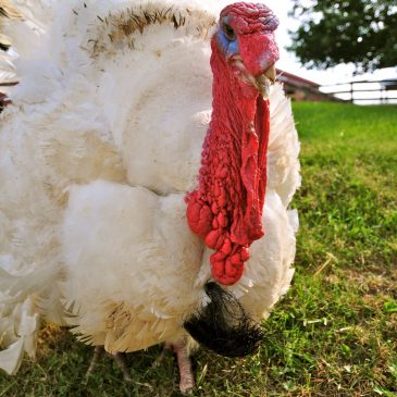 Turkeys: A Thanksgiving Day’s Perspective